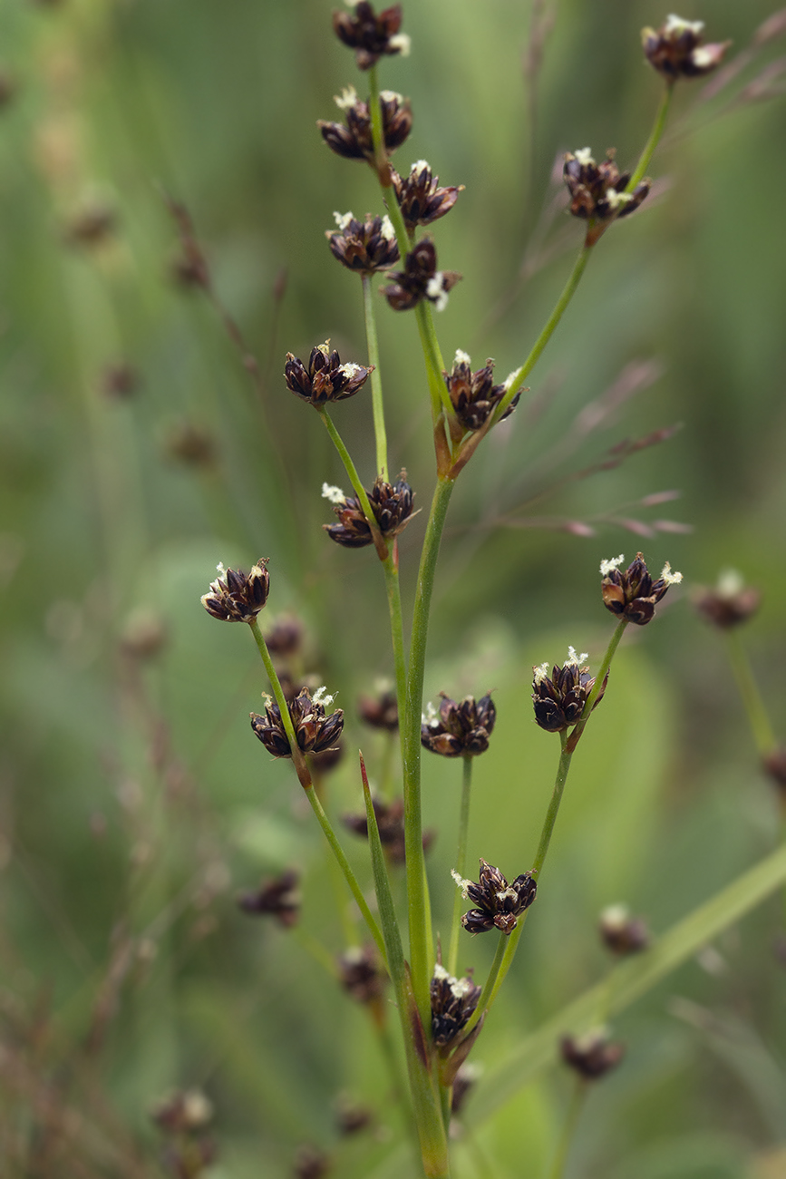 Image of Juncus alpino-articulatus specimen.