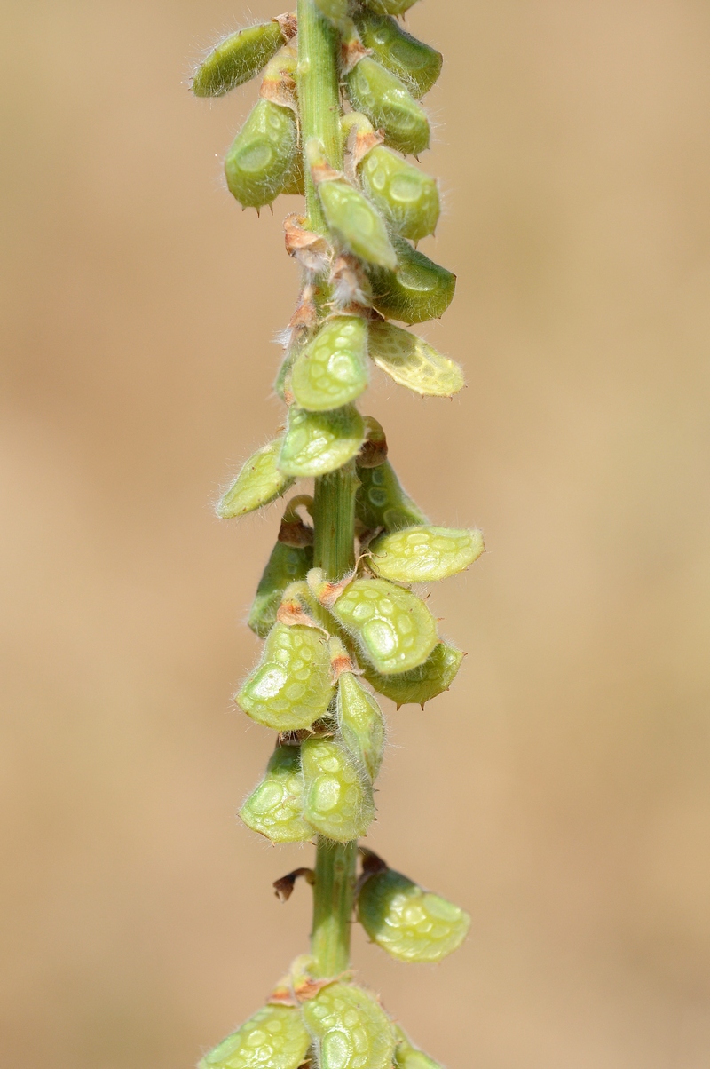 Image of Onobrychis grandis specimen.