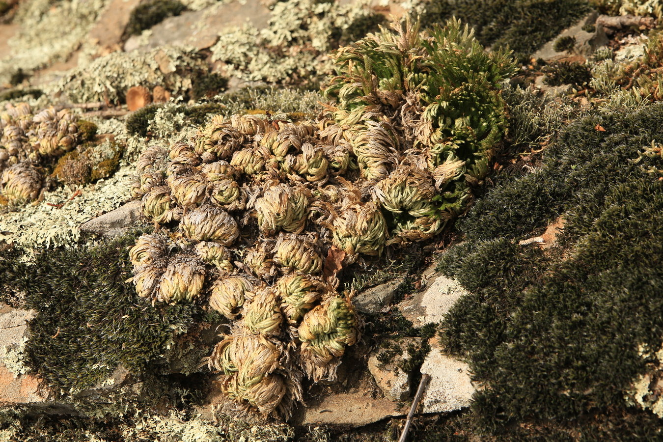 Image of Selaginella tamariscina specimen.