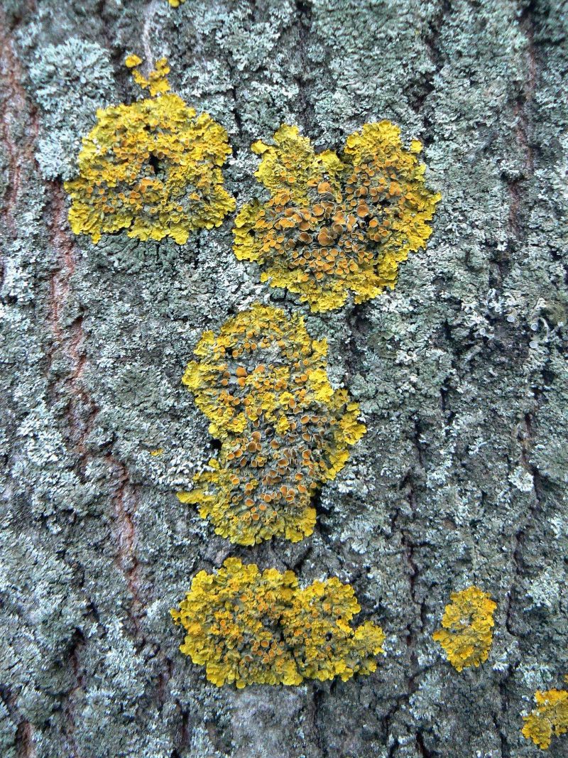 Image of Xanthoria parietina specimen.