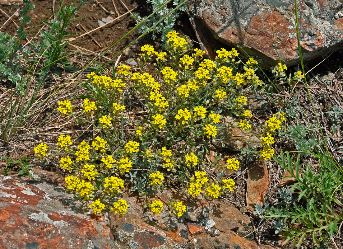 Image of Odontarrhena obovata specimen.