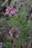 Astragalus fedtschenkoanus. Побеги с соцветиями. Тянь-Шань, хр. Жетыжол, 15.04.2008.