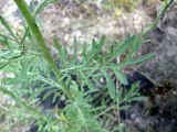 Centaurea borysthenica