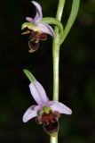 Ophrys oestrifera. Часть соцветия. Краснодарский край, г/о Новороссийск, щель Кравченкова В оз. Сукко (Кипарисовое озеро), пойменный лес. 16 мая 2019 г.