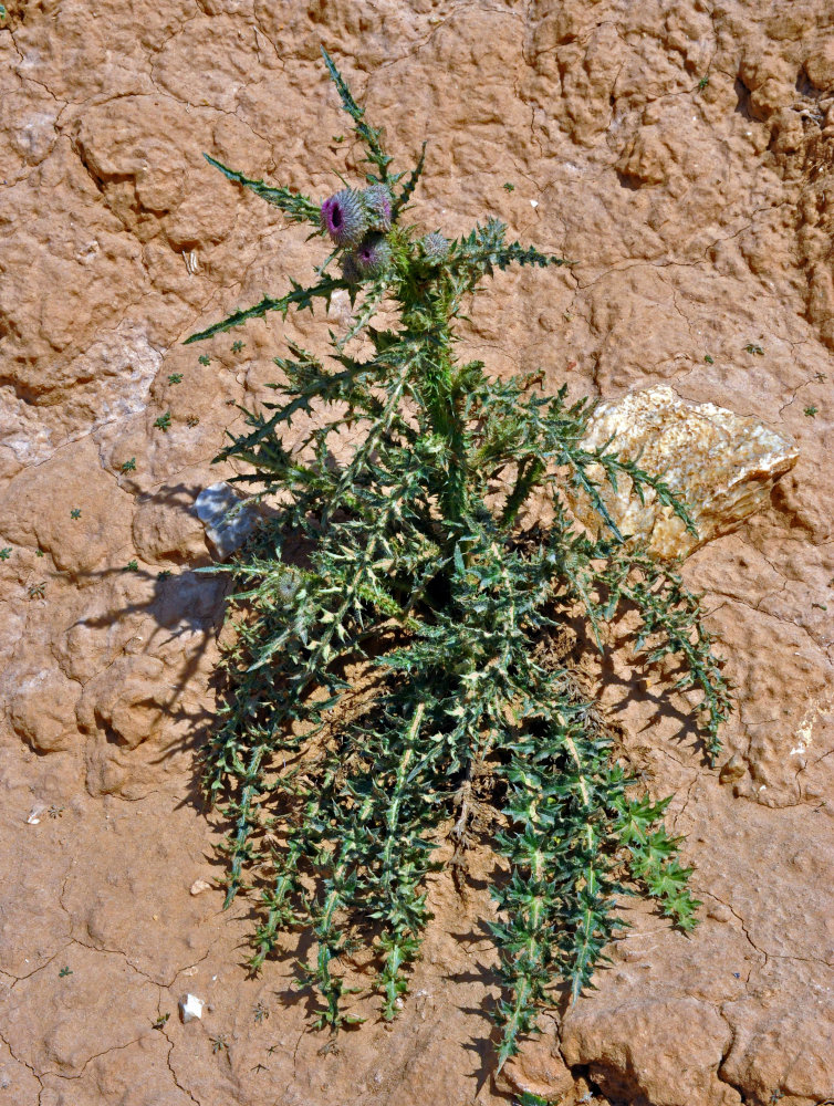 Image of Carduus uncinatus specimen.