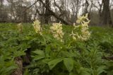 Corydalis marschalliana. Цветущие растения. Крым, Бахчисарайский р-н, лиственный лес на левом берегу р. Сары-Узень. Начало мая 2010 г.