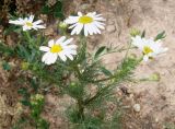 Tripleurospermum inodorum