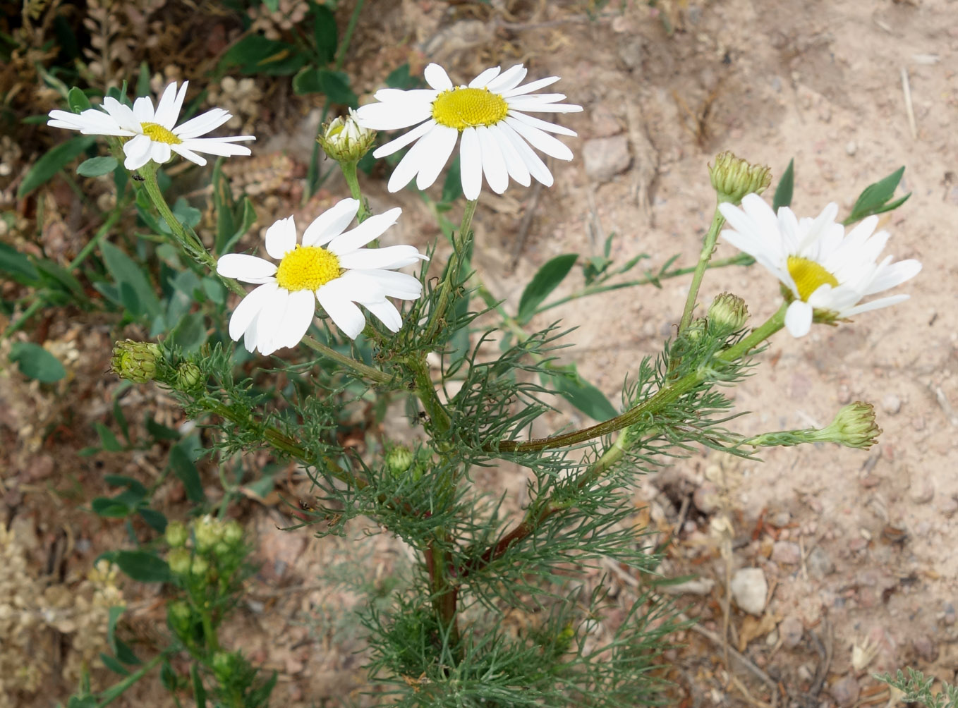 Image of Tripleurospermum inodorum specimen.