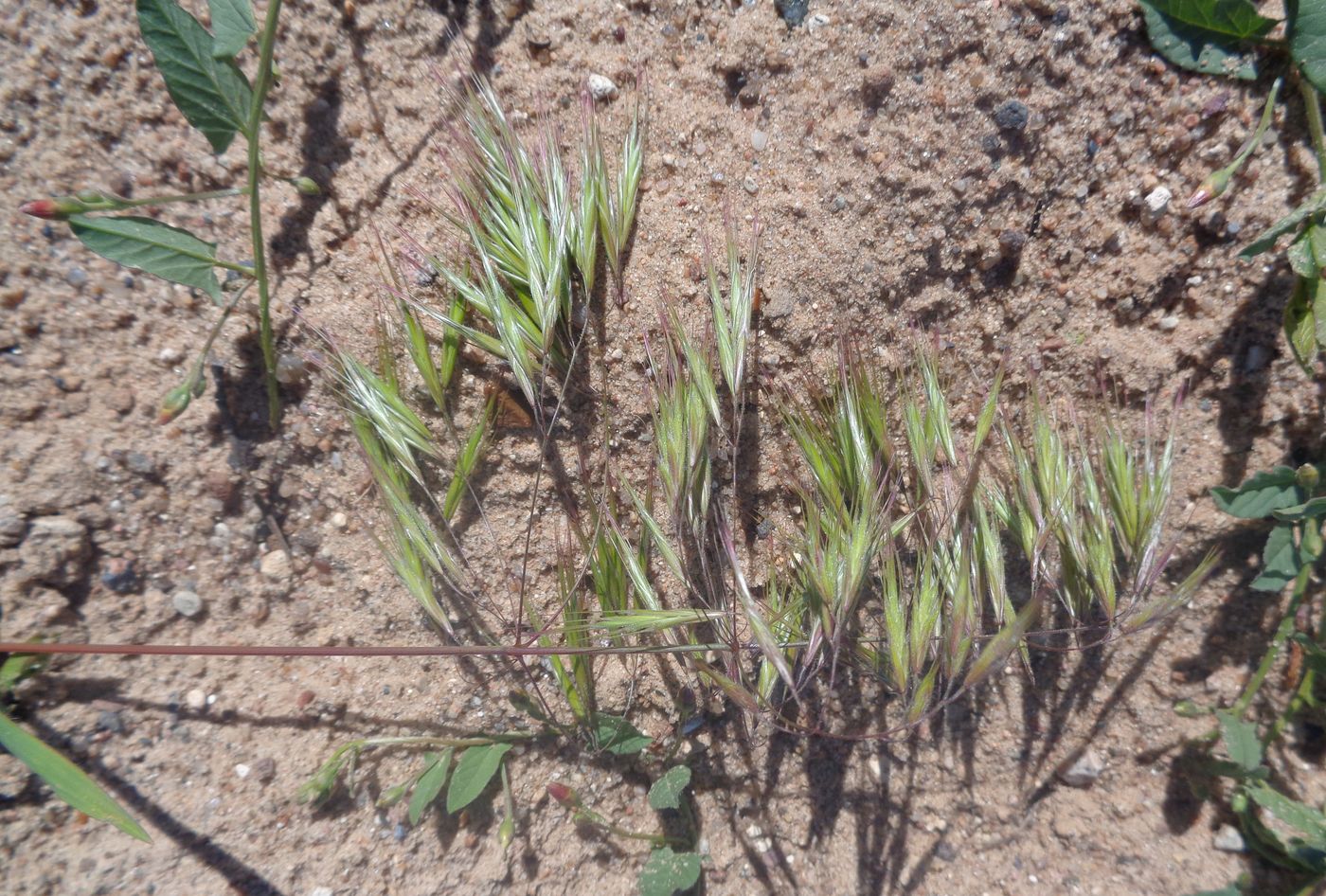 Изображение особи Anisantha tectorum.