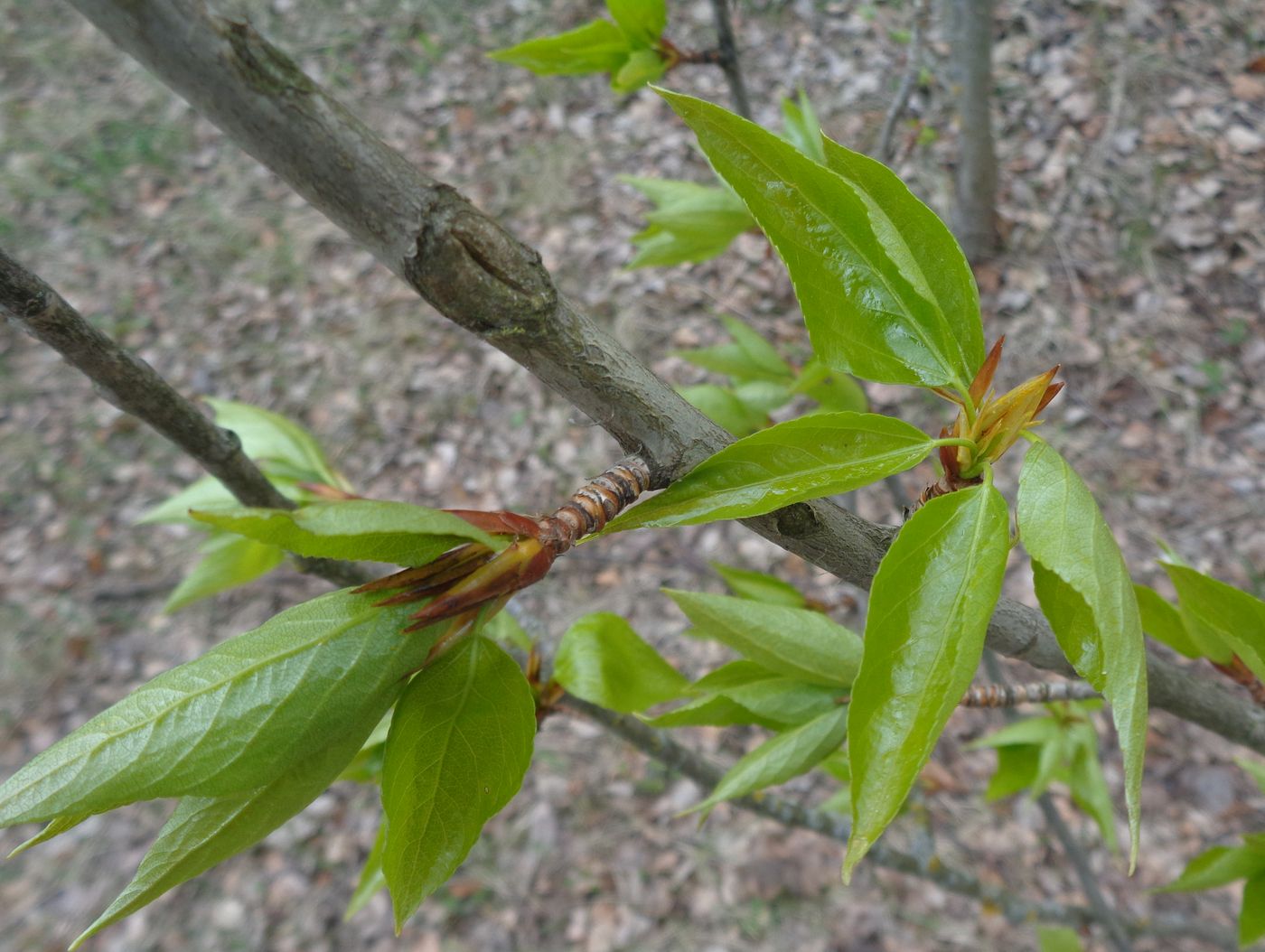 Изображение особи Populus longifolia.