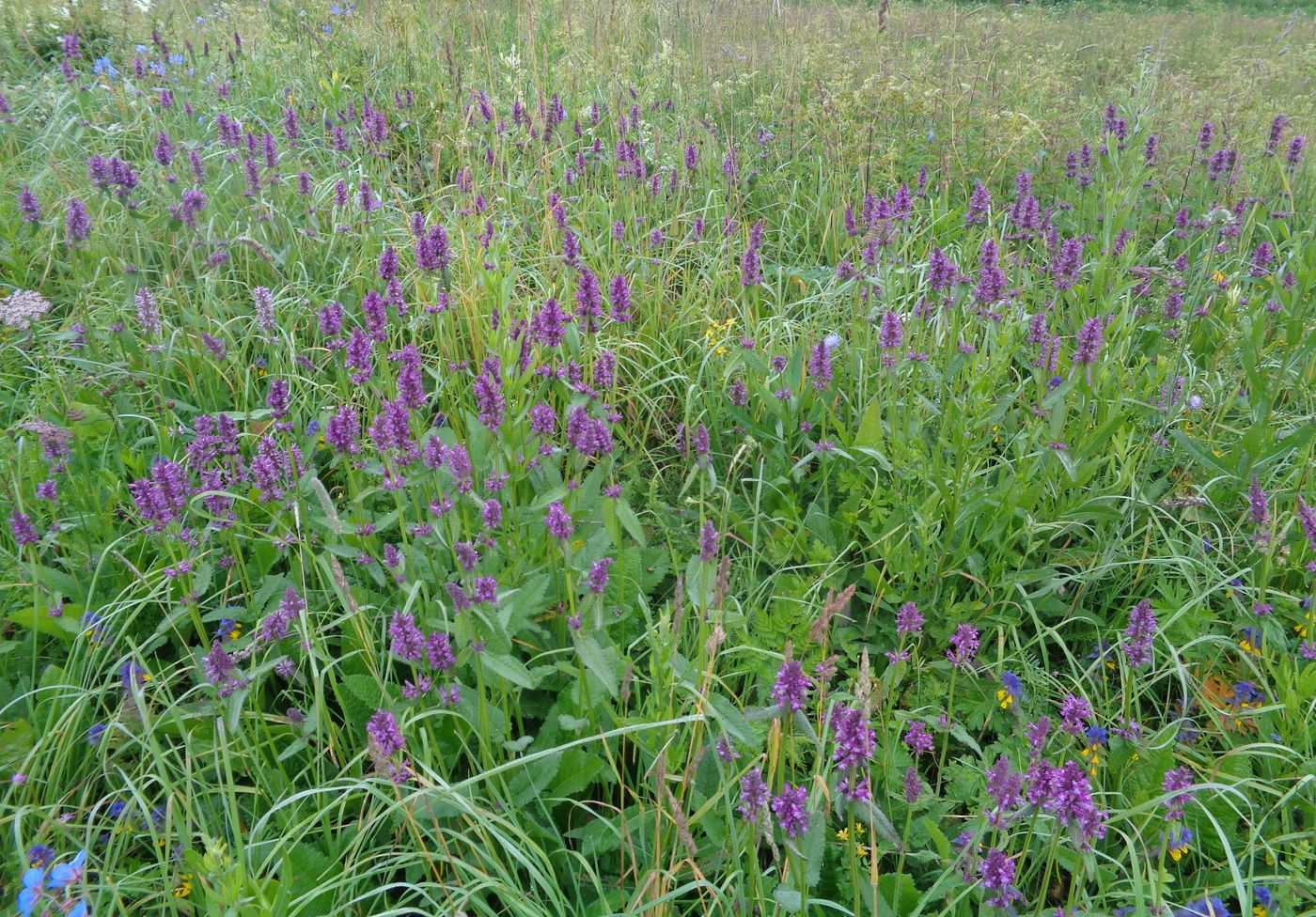 Image of Betonica officinalis specimen.