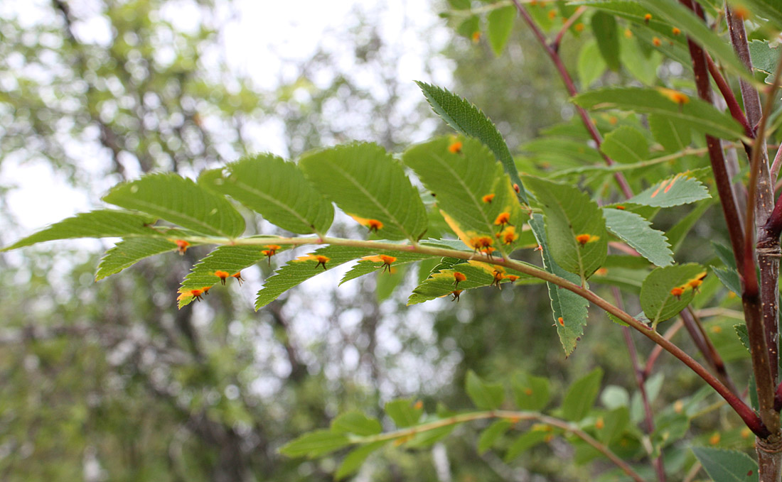 Image of Sorbus aucuparia specimen.