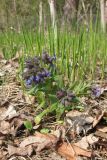 Pulmonaria angustifolia