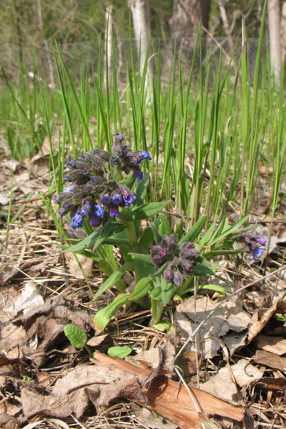 Image of Pulmonaria angustifolia specimen.