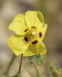 Tuberaria guttata