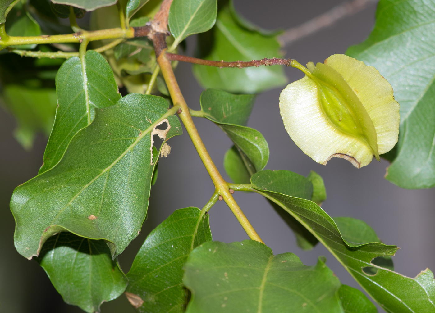 Изображение особи Combretum apiculatum.