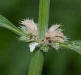 Image of taxon representative. Author is Татьяна Мальчинская