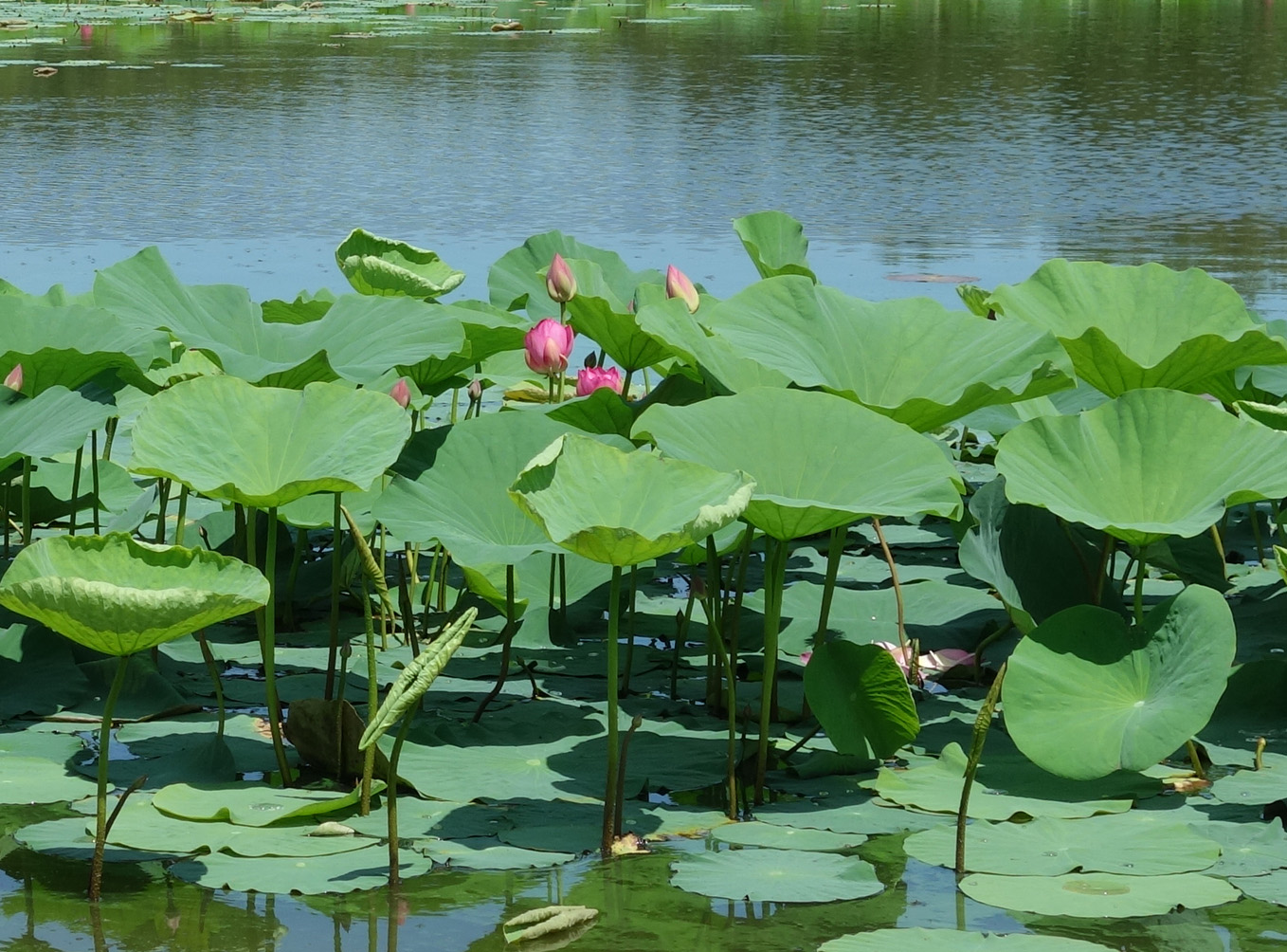 Image of Nelumbo komarovii specimen.