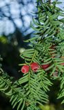 Taxus baccata. Верхушка веточки с семенами. Краснодарский край, МО город-курорт Сочи, Адлерский р-н, м-н Адлер, окр. устья р. Мзымта, дендропарк «Южные культуры». 2 октября 2019 г.