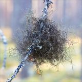 familia Parmeliaceae. Слоевище на сухой веточке Pinus sylvestris. Карелия, Медвежьегорский р-н, берег р. Сонго, сосновый лес. 28.09.2019.