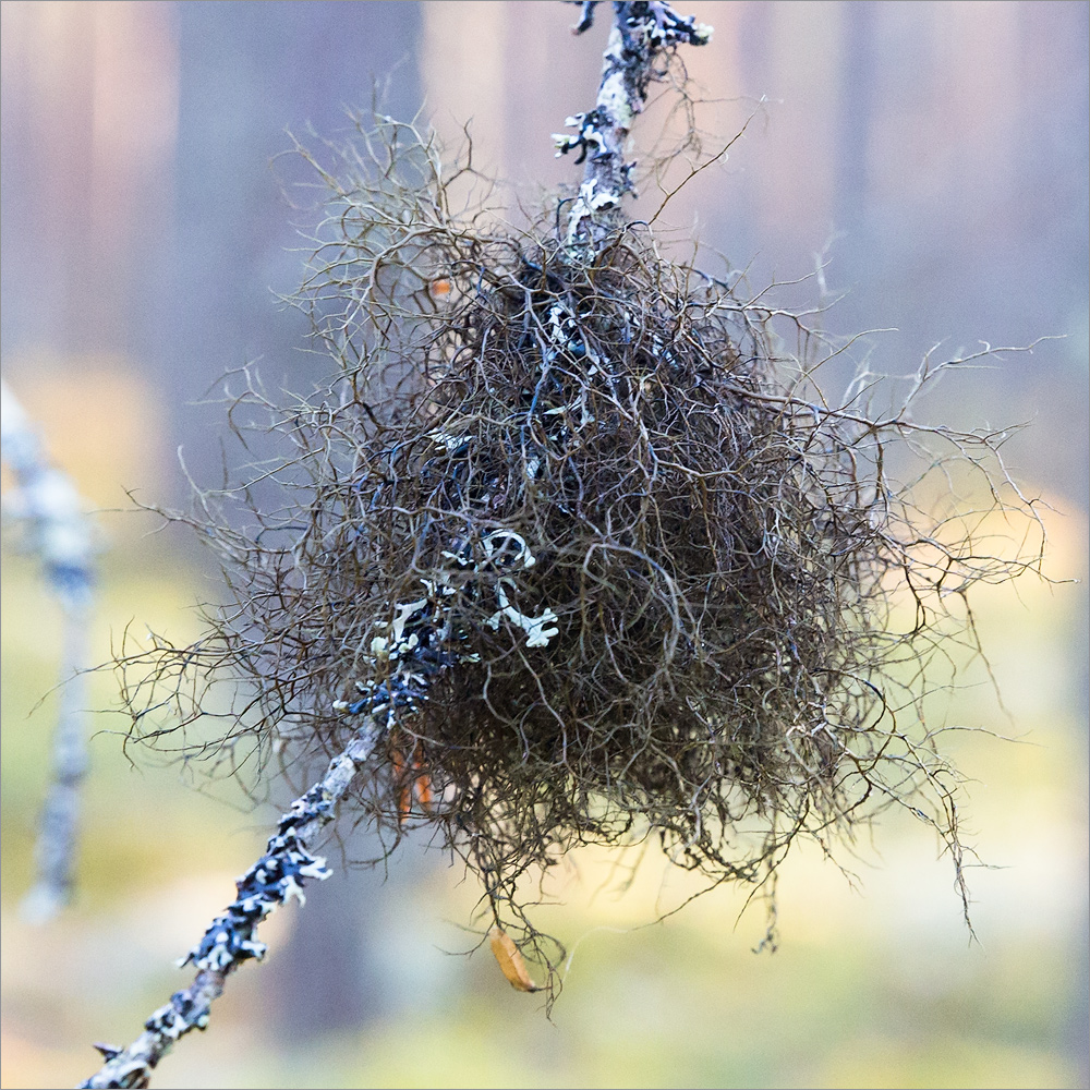 Изображение особи семейство Parmeliaceae.