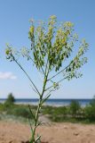 Isatis tinctoria