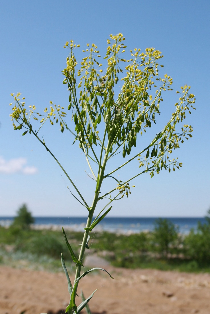 Изображение особи Isatis tinctoria.