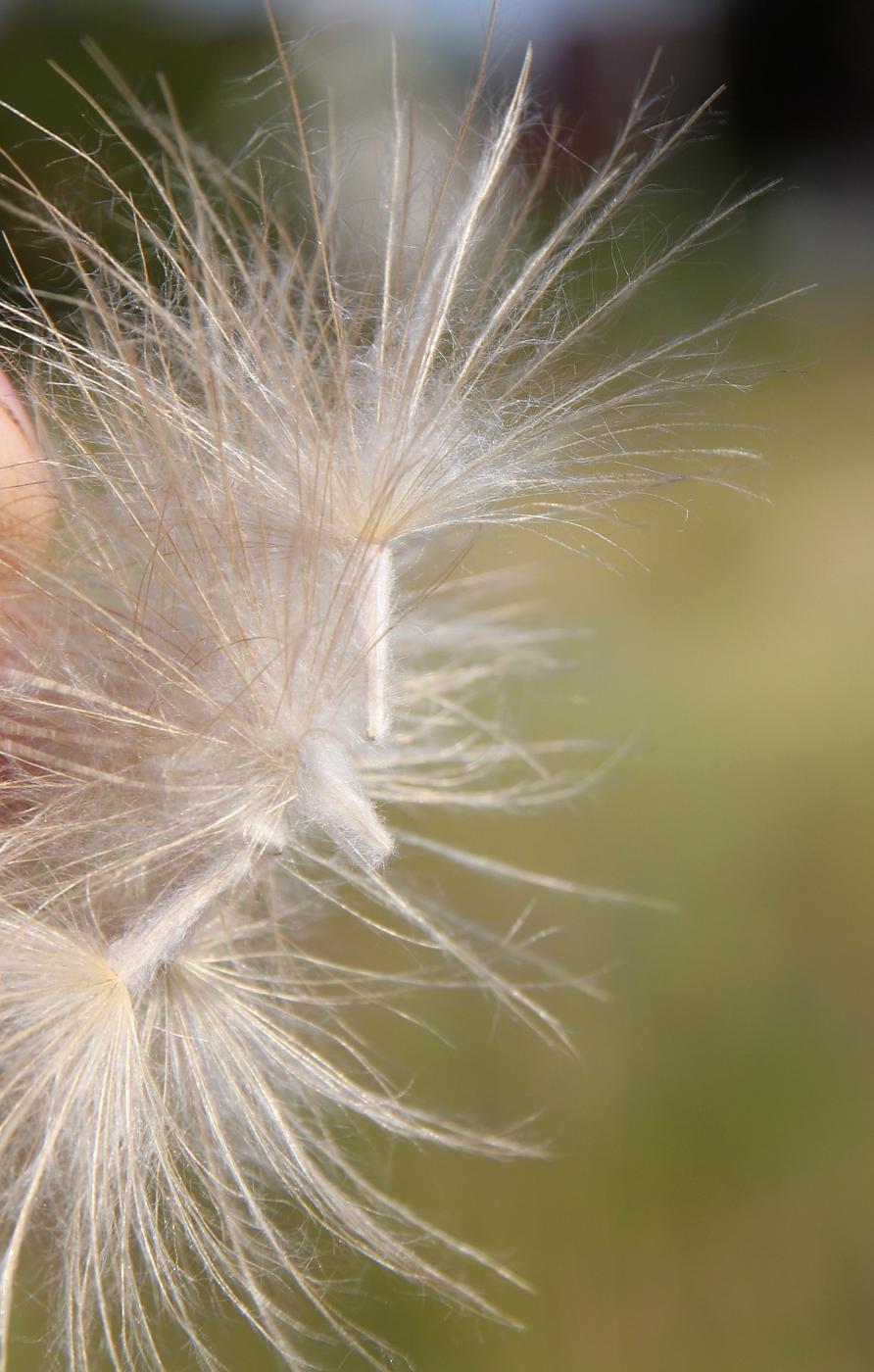 Image of Scorzonera ensifolia specimen.