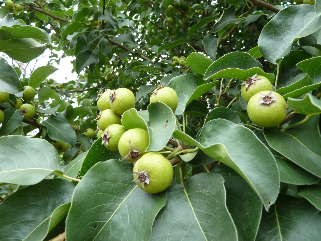 Image of Pyrus pyraster specimen.