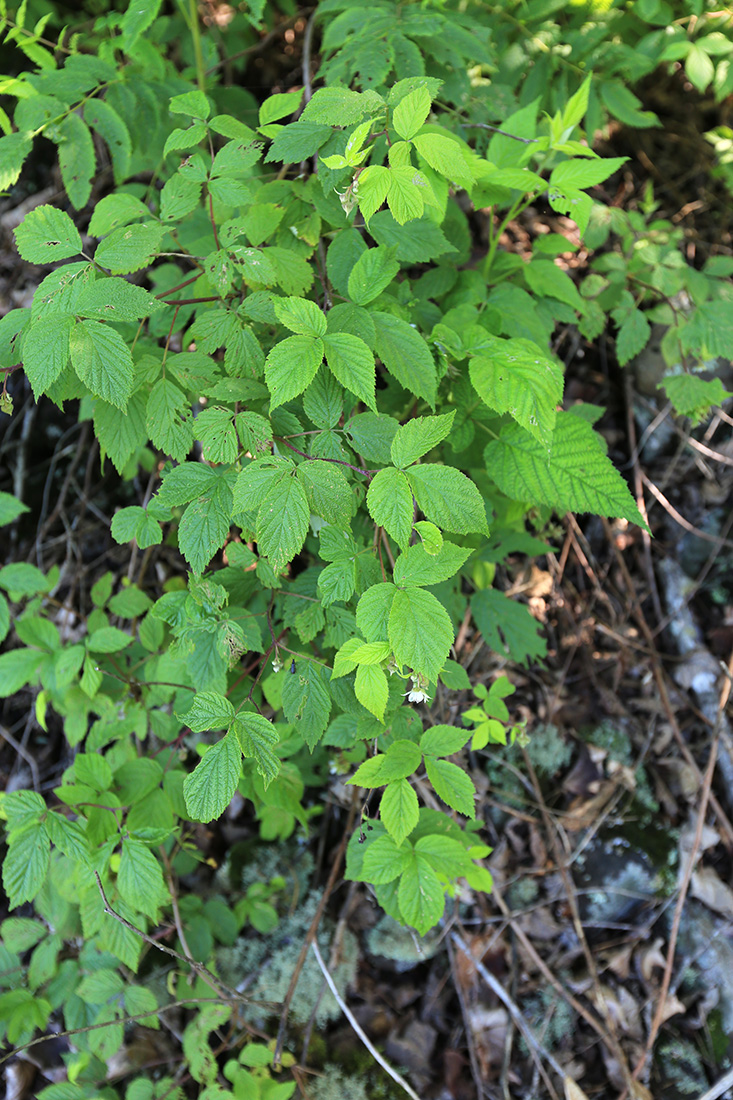 Изображение особи Rubus matsumuranus.