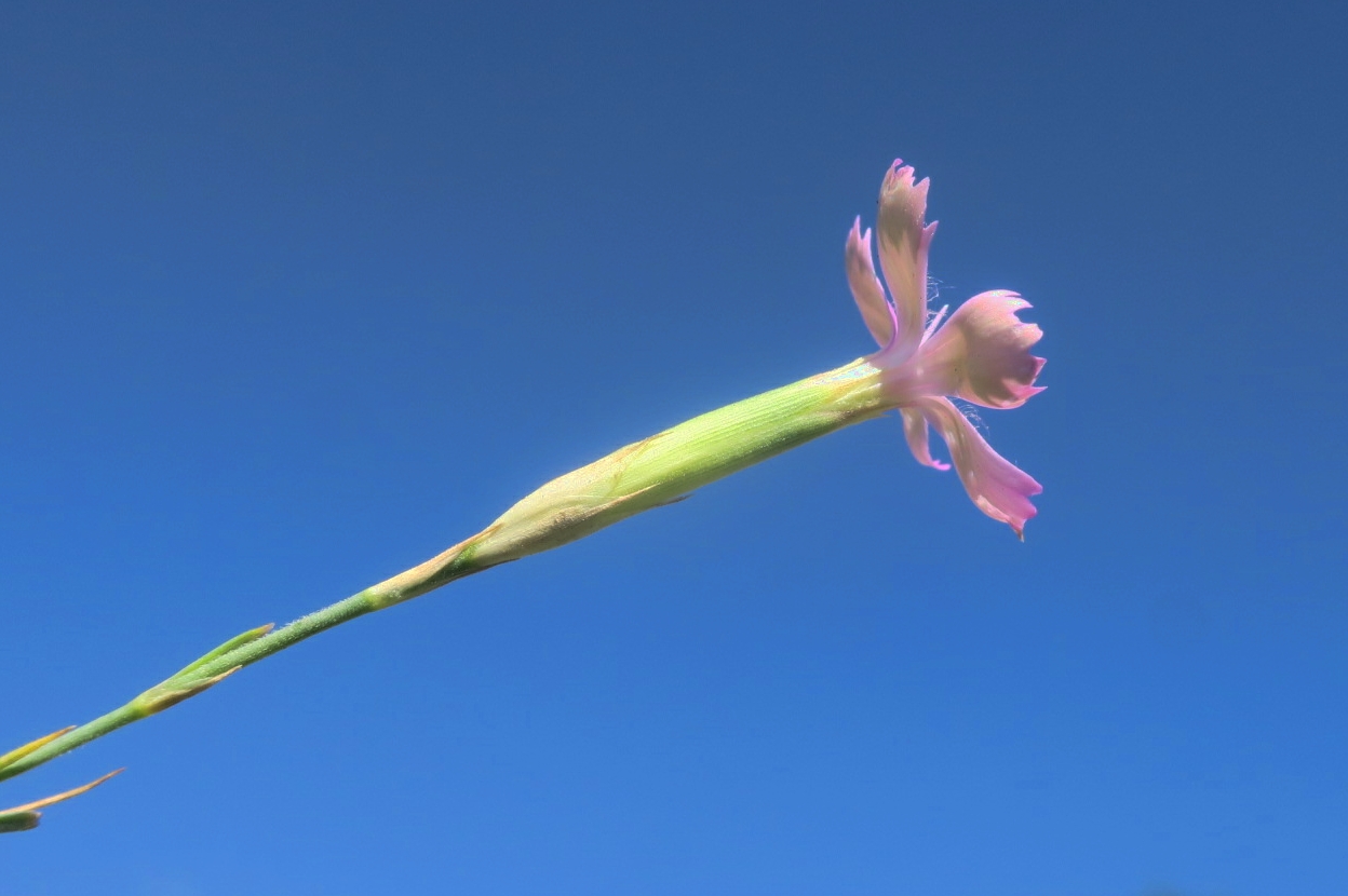 Изображение особи Dianthus carbonatus.