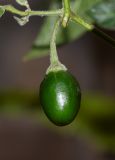 Capsicum pubescens