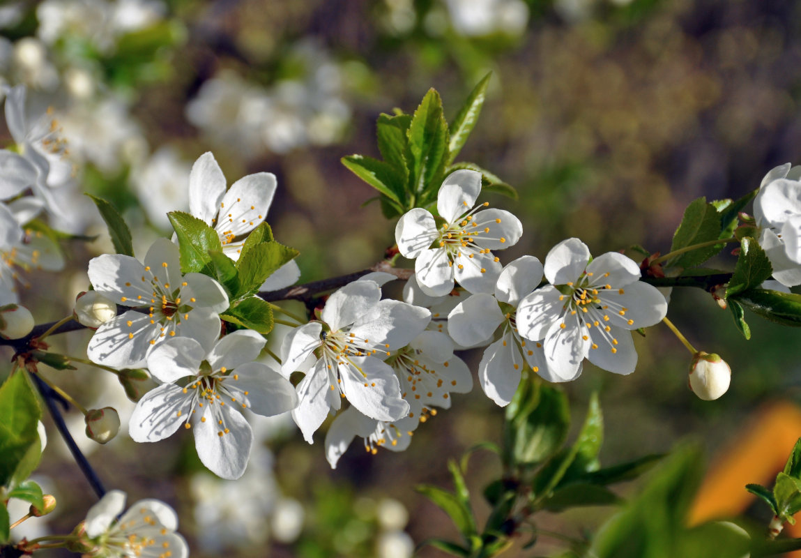 Изображение особи Prunus domestica.