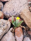 Crepis kotschyana