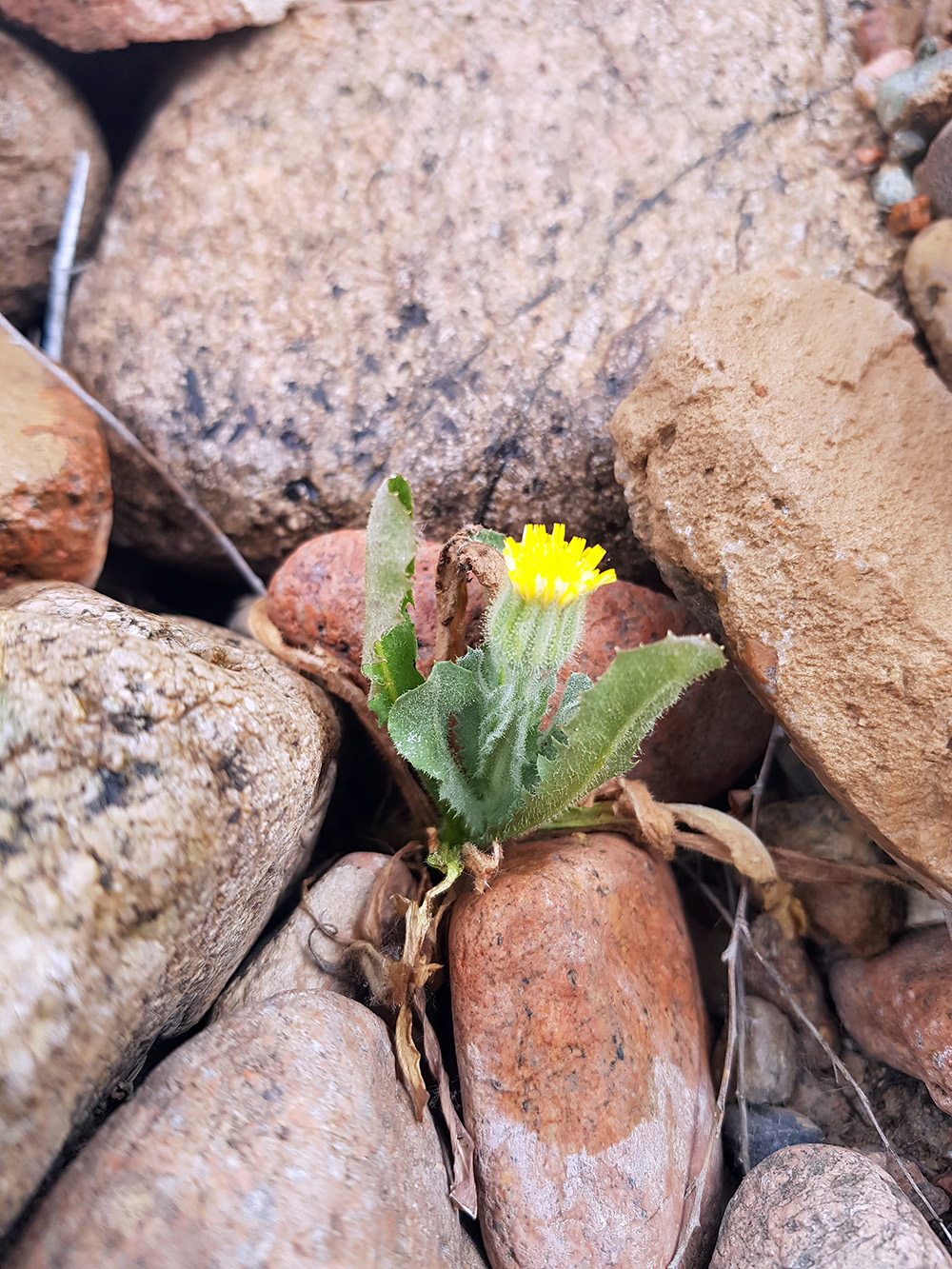 Image of Crepis kotschyana specimen.