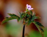 Geranium sibiricum