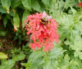 Lychnis chalcedonica