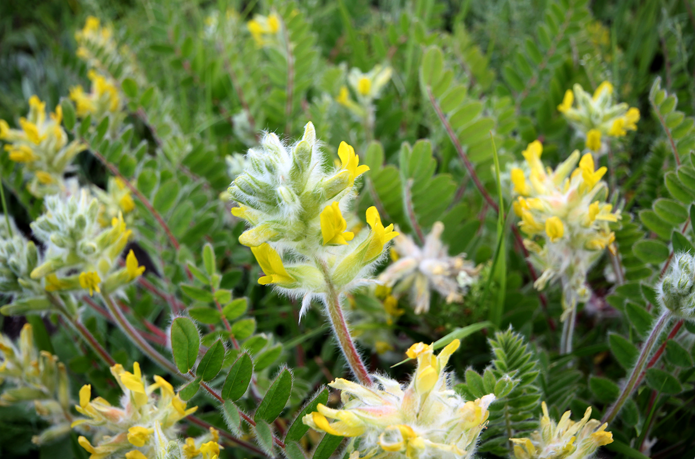 Изображение особи Astragalus dasyanthus.