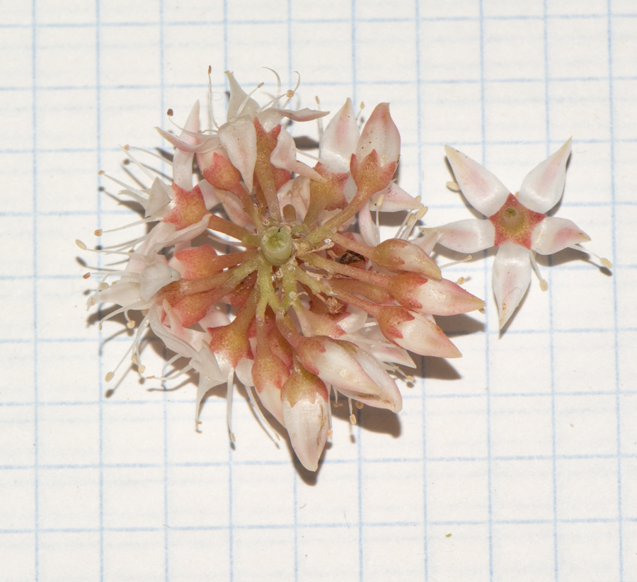 Image of Sedum adolphii specimen.