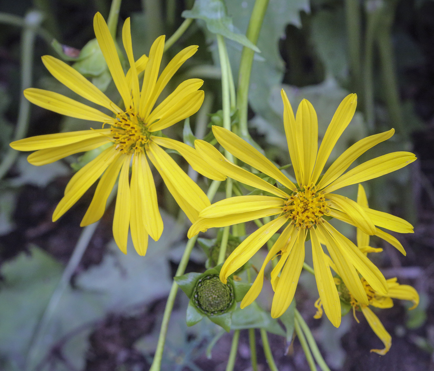 Изображение особи Silphium perfoliatum.