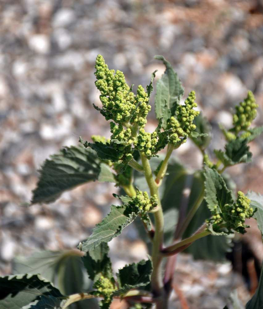 Image of Cyclachaena xanthiifolia specimen.