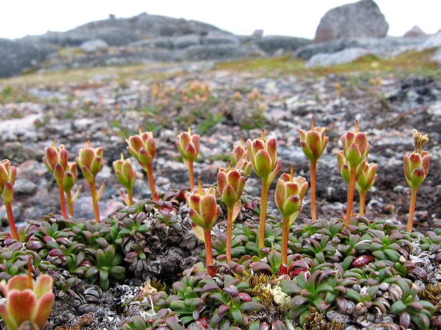 Image of Diapensia lapponica specimen.