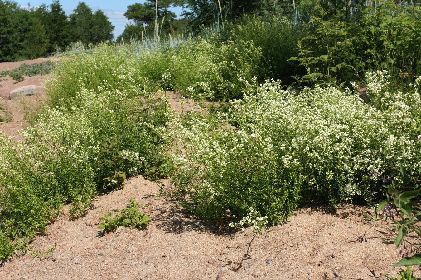 Изображение особи Galium boreale.