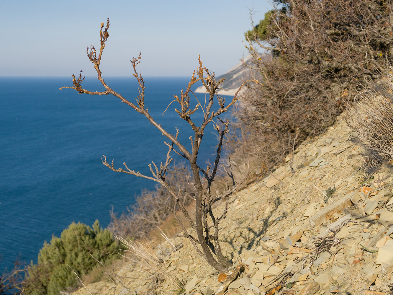 Image of Rhus coriaria specimen.