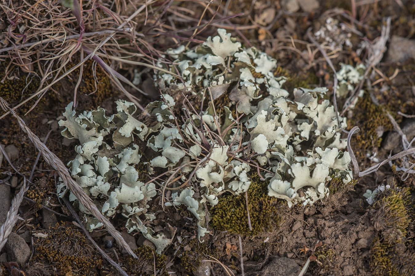 Изображение особи род Cladonia.