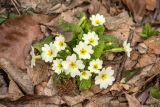 Primula vulgaris