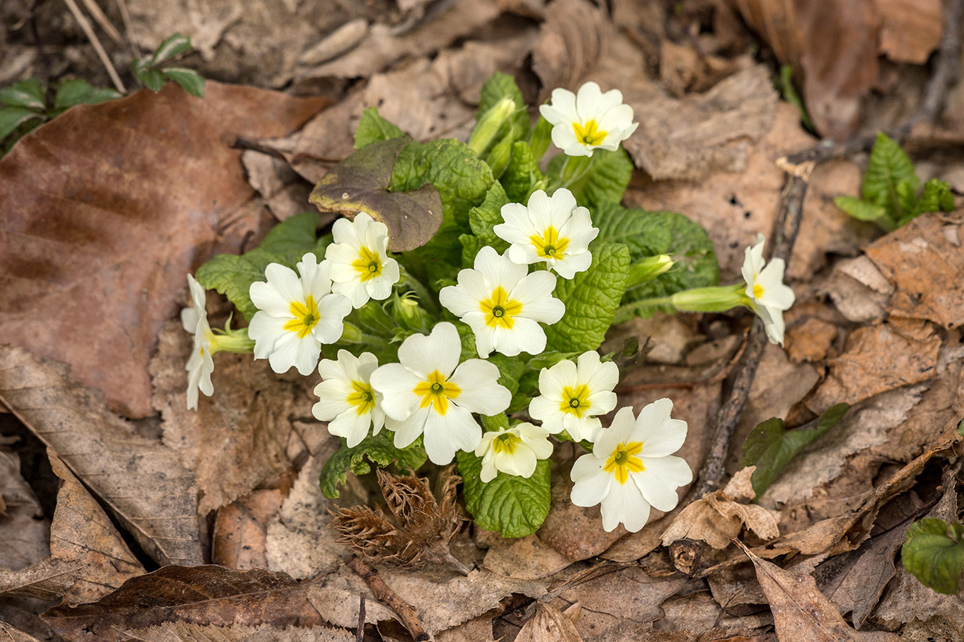 Image of Primula vulgaris specimen.