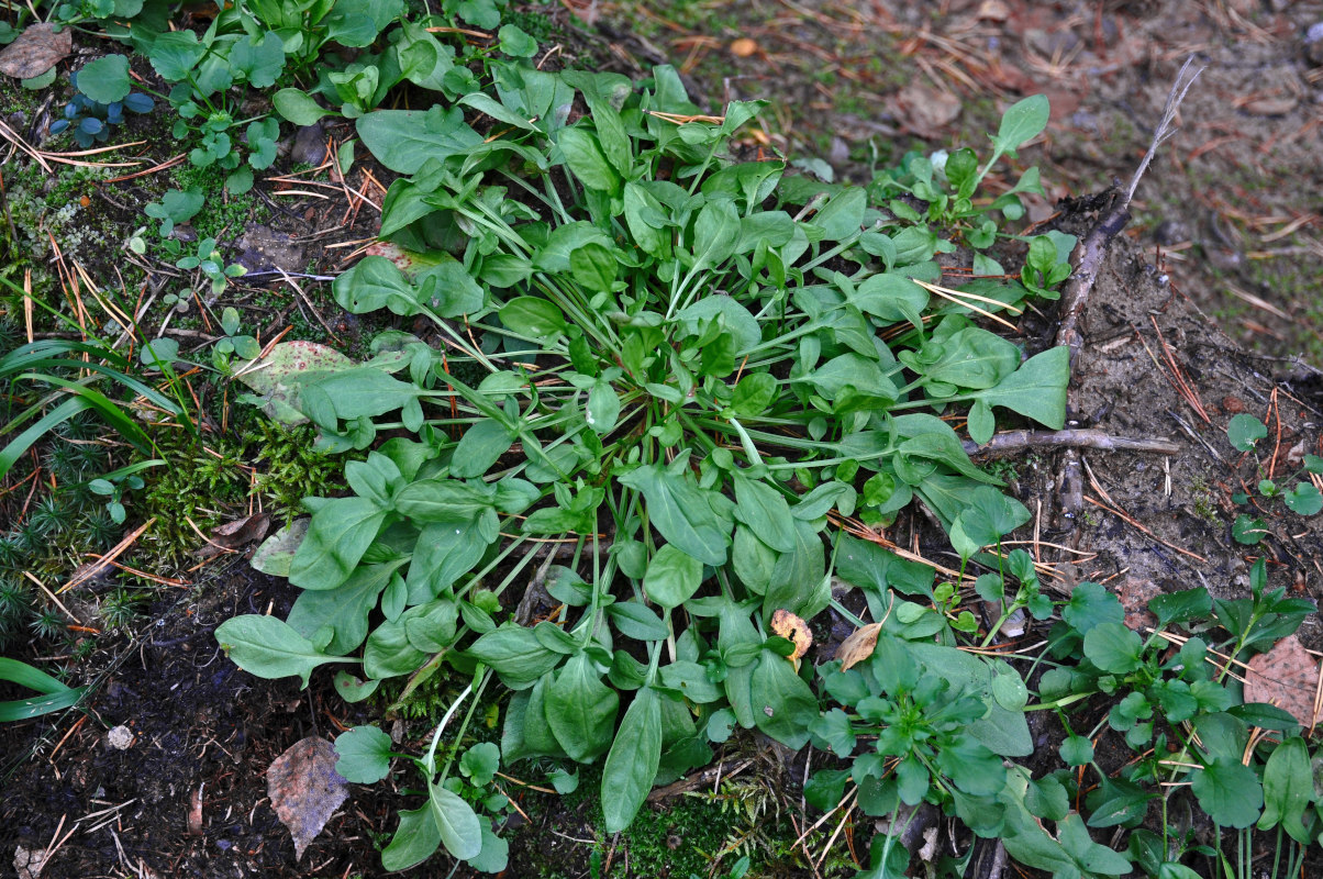 Изображение особи Rumex acetosella.