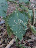 Solanum nigrum