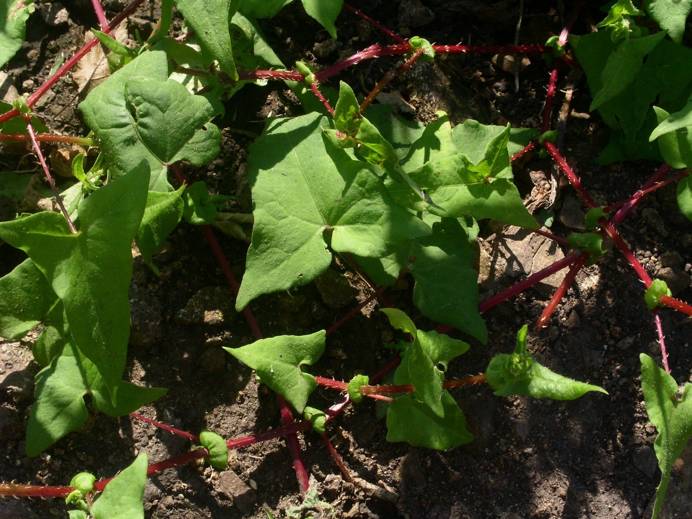 Image of Truellum japonicum specimen.